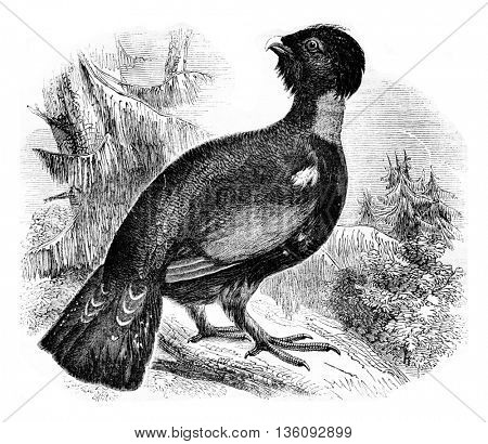 The grand Tetras or bruyeres Cock Tetrao urogallus, vintage engraved illustration. Magasin Pittoresque 1836.