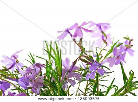 Small lilac flowers on a white background. Close up small depth of sharpness