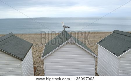 Beach huts with gull in Seaton Devon