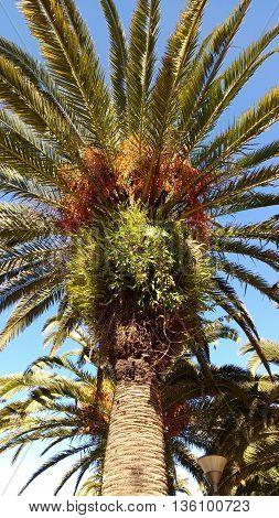 Typical uruguayan palm tree. Fern plant. Rocha Orange fruit/seeds