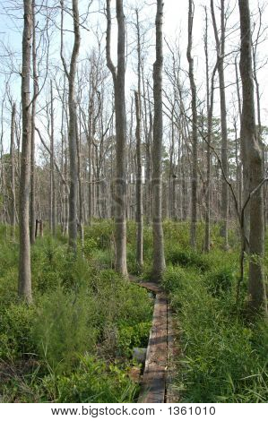 Woodenpath