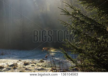 National park Ceskosaske Svycarsko in north Bohemia