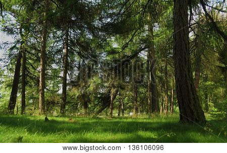 Tisa rocks with green forest in hot summer