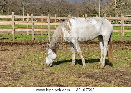A green rural landsape with a nice horse