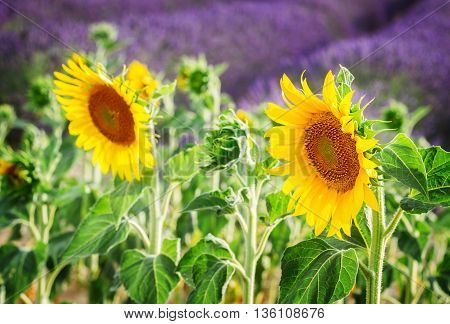 Sunflower and Lavender field close up, France, retro toned