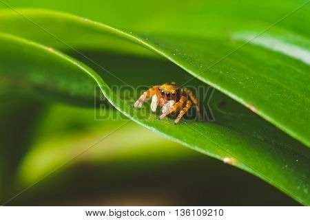 small brown and orange spider on a green leaf, selective focus