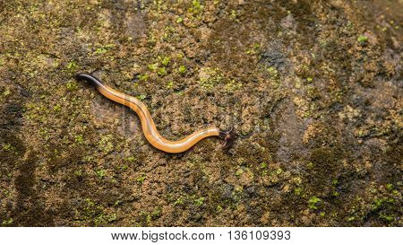 a cream and brown ended hammer head worm