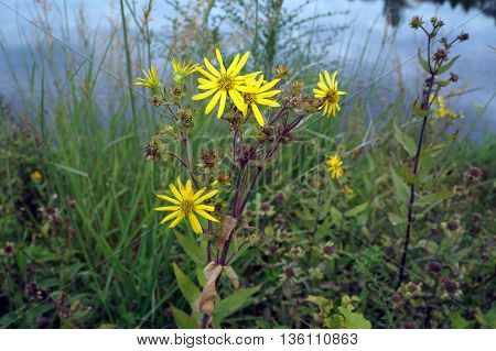 A prairie rosinweed (Silphium integrifolium), also known as the whole-leaf rosinweed and the entire-leaf rosinweed, blooms next to a small lake in Shorewood, Illinois during August.