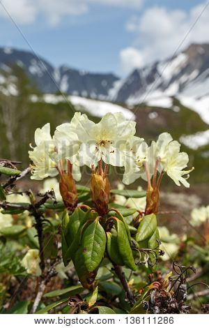 Wildlife Kamchatka: beauty flowering Rhododendron Aureum on a background of picturesque mountains on a sunny day. Eurasia Russian Far East Kamchatka Peninsula.