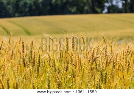 Field filled with almost ready to harvest winter wheat (riticum aestivum)