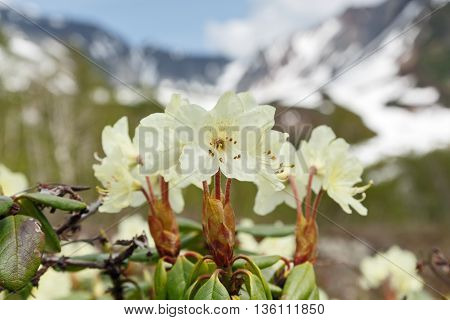 Wildlife Kamchatka Peninsula: beautiful flowering Rhododendron Aureum on a background of mountains in sunny weather. Kamchatka Russia Far East Eurasia.