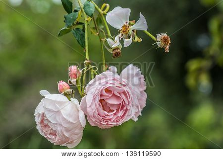 Pink St. Cecilia roses hanging in a rose garden