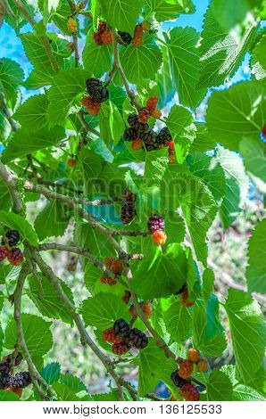 Mullberries On The Tree