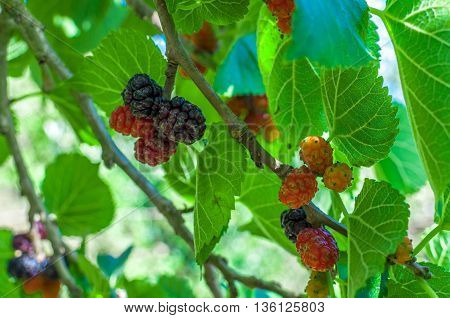 Mullberries On The Tree
