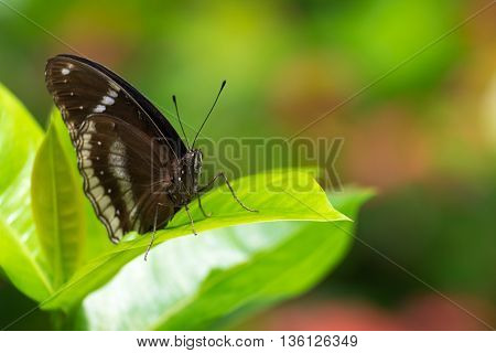 lime butterfly on Ixora flowers, macro photograph
