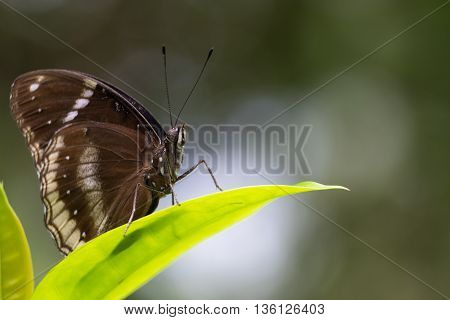 lime butterfly on Ixora flowers, macro photograph