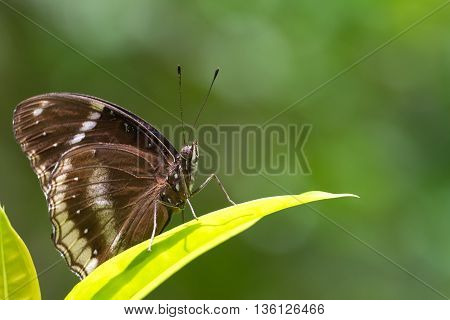 lime butterfly on Ixora flowers, macro photograph