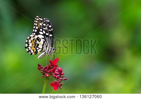 lime butterfly on Ixora flowers in garden