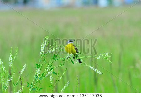 Western yellow wagtail.Yellow Wagtail - small slender bird motacillidae family that lives in the vast territory of Europe, Asia, Africa and Alaska.