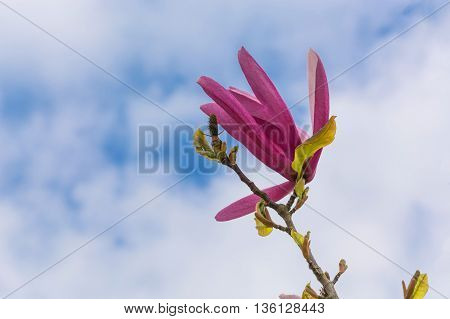 Spring magnolia flower against a blue sky.