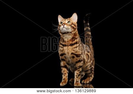 stately Bengal Male Cat with beautiful spots Standing and Looking up on Isolated Black Background, Front view, Gorgerous breed