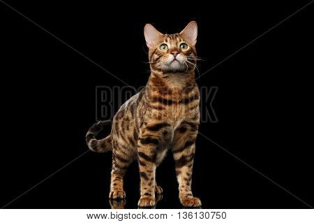 stately Bengal Male Cat with beautiful spots Standing and Looking up on Isolated Black Background, Front view, Gorgerous breed