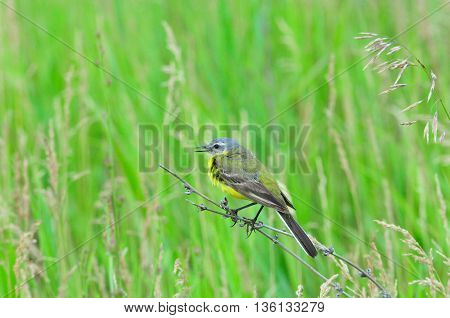 Western yellow wagtail.Yellow Wagtail - small slender bird motacillidae family that lives in the vast territory of Europe, Asia, Africa and Alaska.