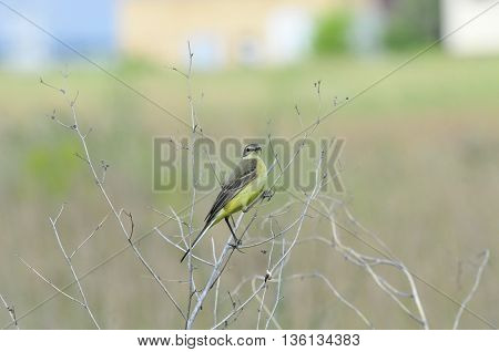Western yellow wagtail.Yellow Wagtail - small slender bird motacillidae family that lives in the vast territory of Europe, Asia, Africa and Alaska.