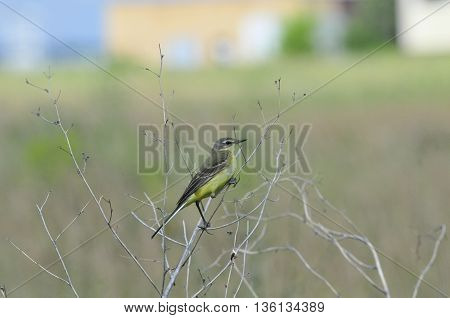 Western yellow wagtail.Yellow Wagtail - small slender bird motacillidae family that lives in the vast territory of Europe, Asia, Africa and Alaska.