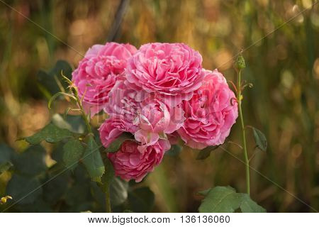 Roses on green blurred background with pink petals. Blooming pink rose in the garden.