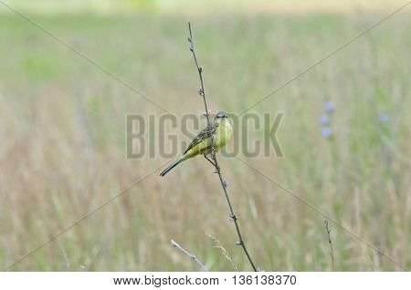 Western yellow wagtail.Yellow Wagtail - small slender bird motacillidae family that lives in the vast territory of Europe, Asia, Africa and Alaska.