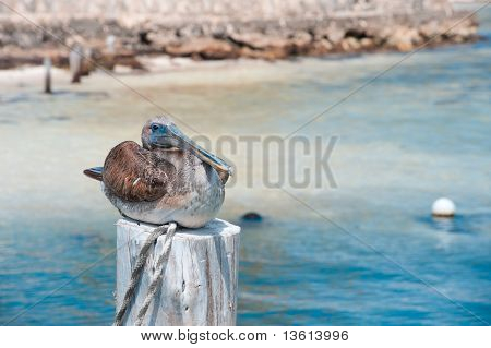 Pelican