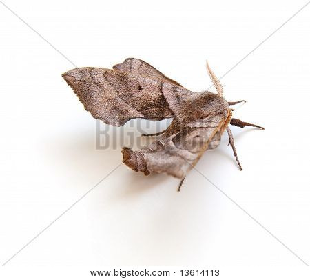 Sfinga Moth