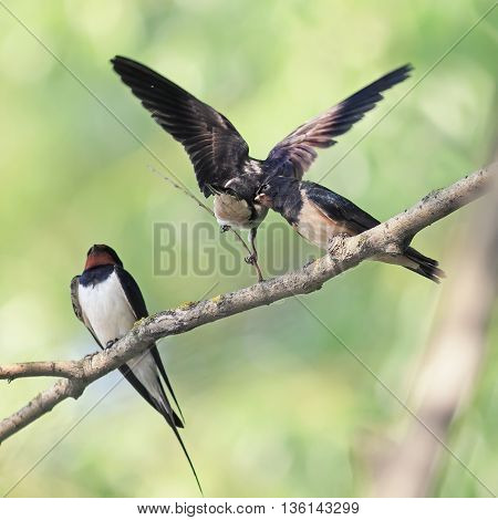 bird swallow and two Chicks sitting on a branch on the shore in the summer