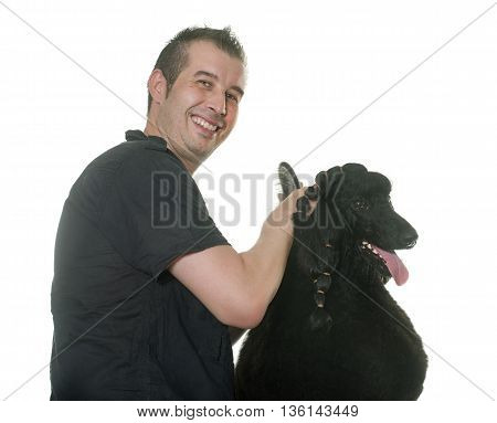 grooming of standard poodle in front of white background