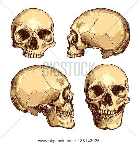 Collection Of Hand Drawn Colorful Skulls. Vector Skulls Illustrations