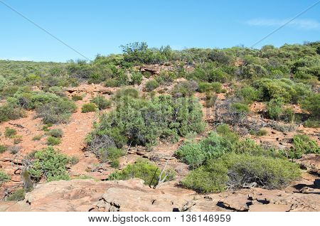 Rugged bushland landscape with red sandstone and native green plants under a clear blue sky at the Z-bend in Kalbarri National Park in Western Australia.
