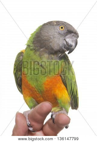 Senegal parrot in front of white background
