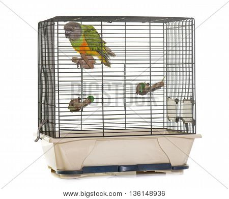 Senegal parrot in cage in front of white background