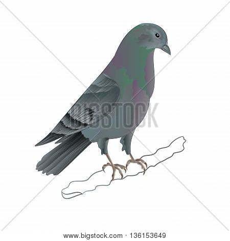 Dove Carrier pigeon domestic breed sports bird vector illustration