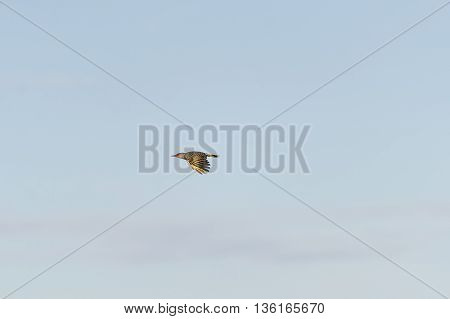 Side view Northern Flicker in flight wings low