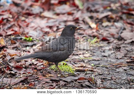 Black bird on the ground in the forest in autumn day in morning