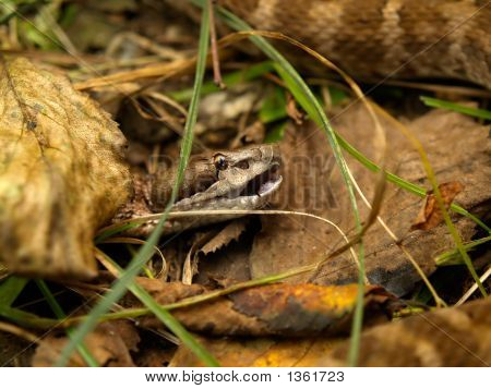 Viper marrone In erba
