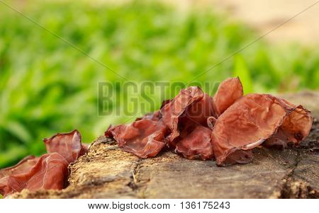 Jew's ear mushroom growing on wood  in garden