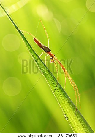 Little brown spidey was so enchanting in the morning