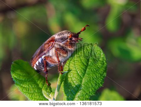 Chafer beetle sits on the apple leaf. macro chafer.