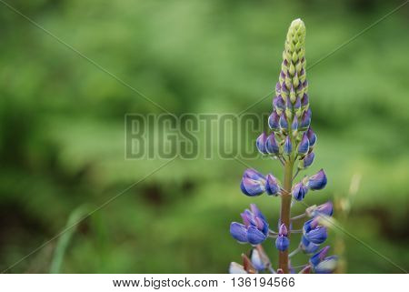 Single lupine with a green background in the forest