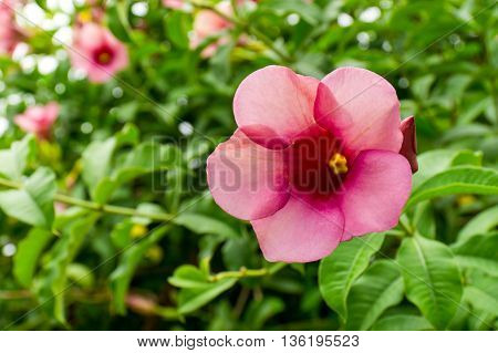 Pink Allamanda Flowers In Nature On Green Background