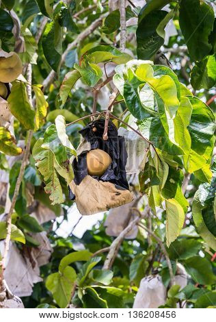 Fresh ripe santol which cover with the black bag for protect from the bug in the organic orchard.