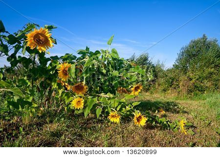 Sunflowers on the field